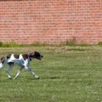 characteristics of a german shorthaired pointer