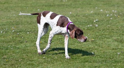 german shorthaired pointer personality