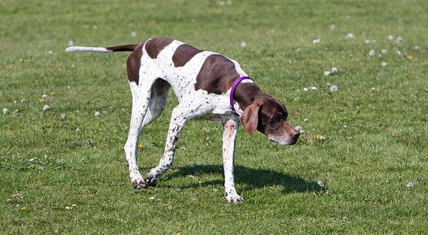 German Shorthaired Pointer size