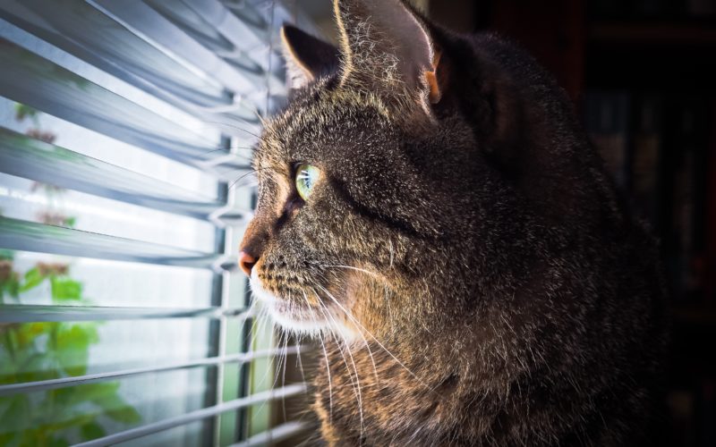 what causes cat blindness