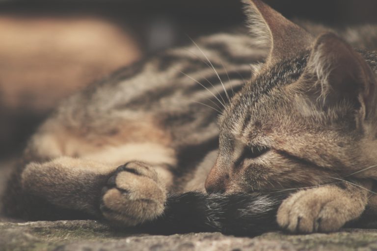 What is Distemper in Cats? CannaPet®
