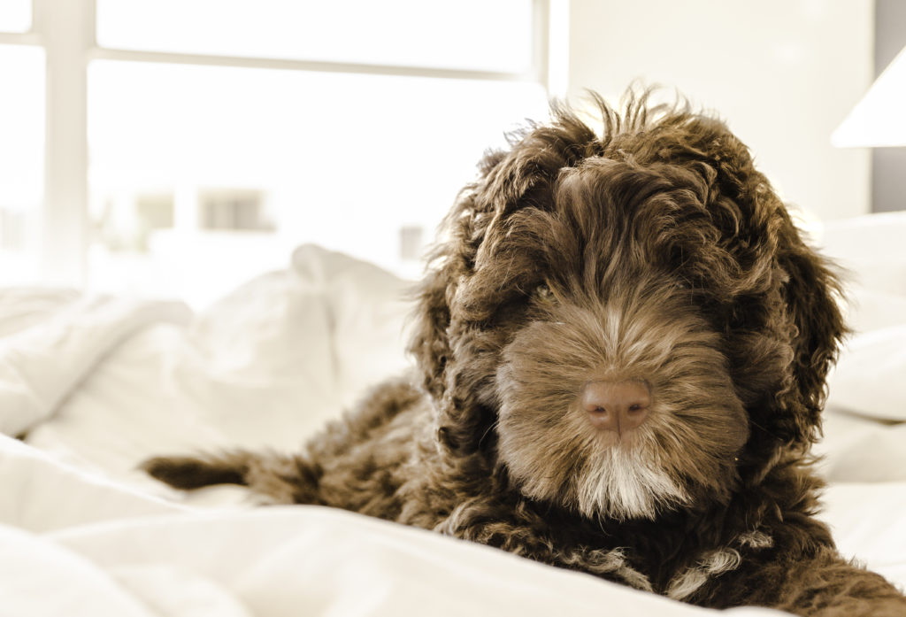 hypoallergenic diets for dogs