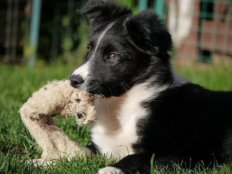 how often should you feed a border collie puppy