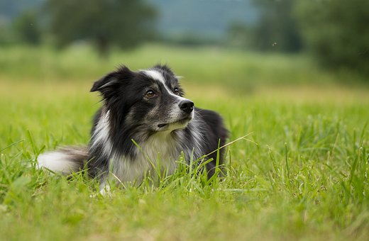border collie health issues