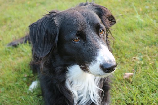 Border Collie Dog Breed Information & Characteristics