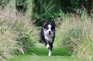 Training A Border Collie | Canna-Pet®