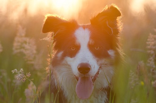 border collie temperament and personality