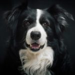 border collie health problems