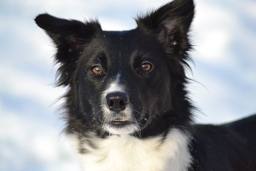  health problems of border collies