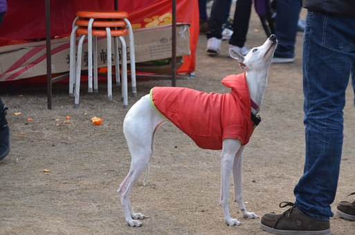 italian greyhound temperament and personality