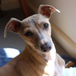 italian greyhound temperament