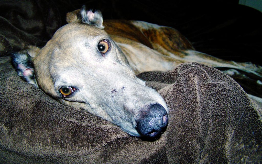 greyhound lifespan