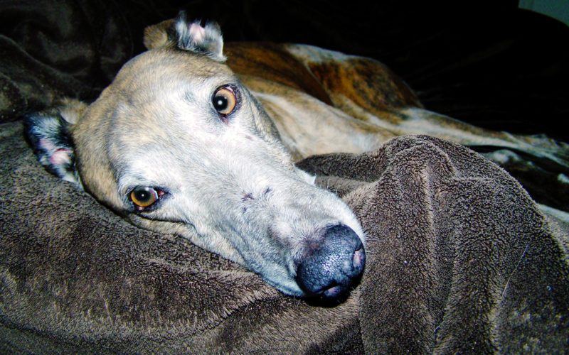 greyhound lifespan