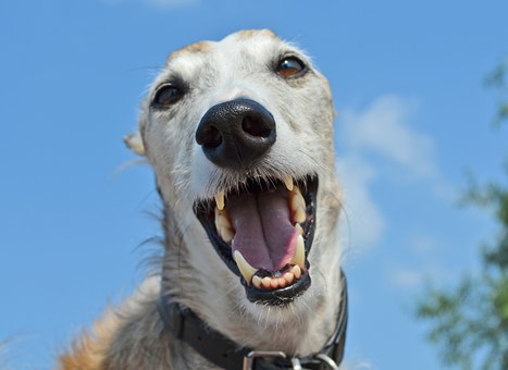 health problems in italian greyhounds