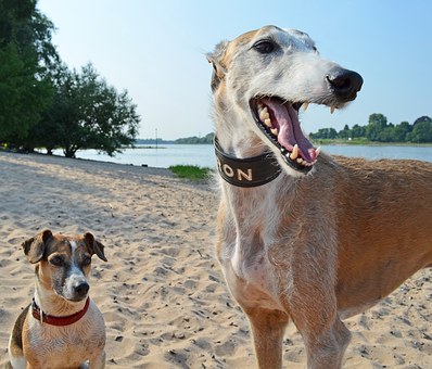 lifespan of greyhound
