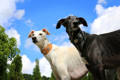 training a greyhound