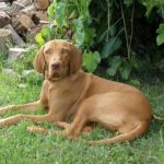 vizsla temperament