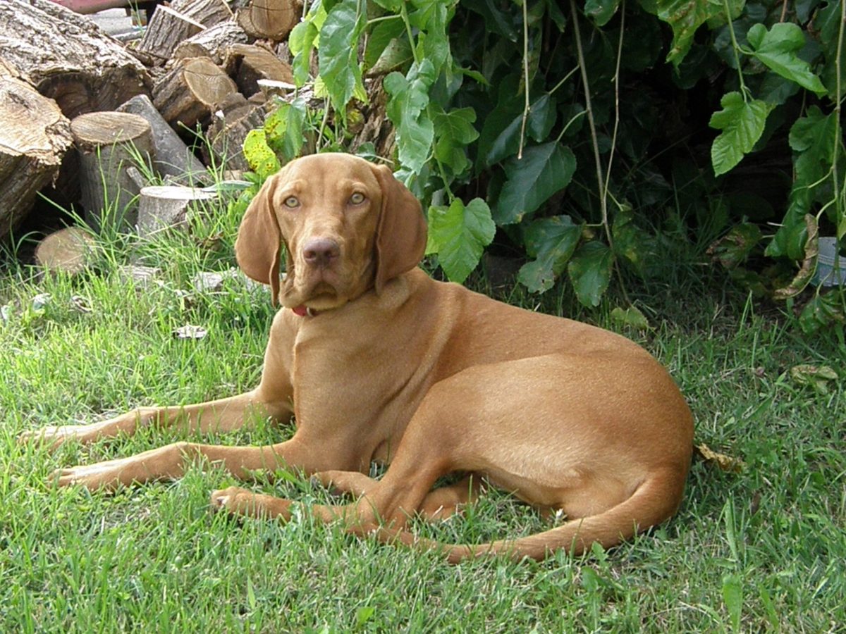 [7+] 6 Months Old High Quality Vizsla Dog Puppy For Sale Or Adoption
Near Me