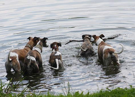 italian greyhound training