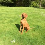 vizsla training