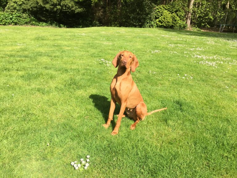 Vizsla Training Tips CannaPet®