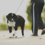 border collie temperament