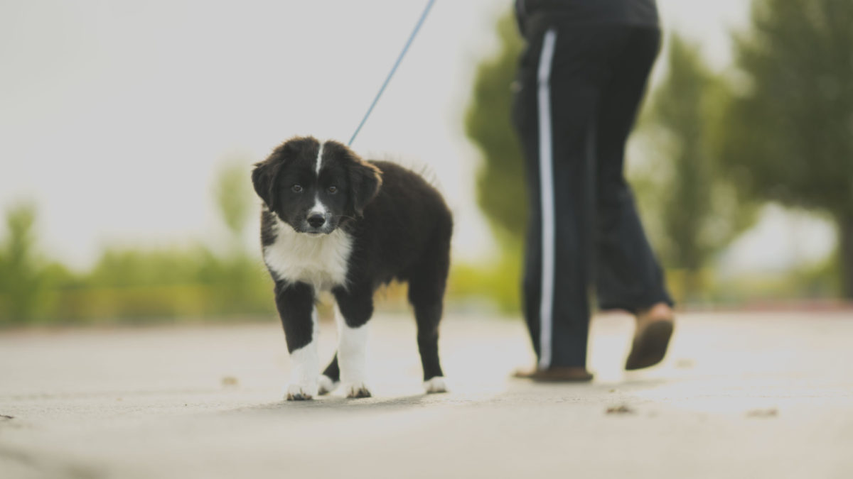 Border Collie Dog Breed Information & Characteristics