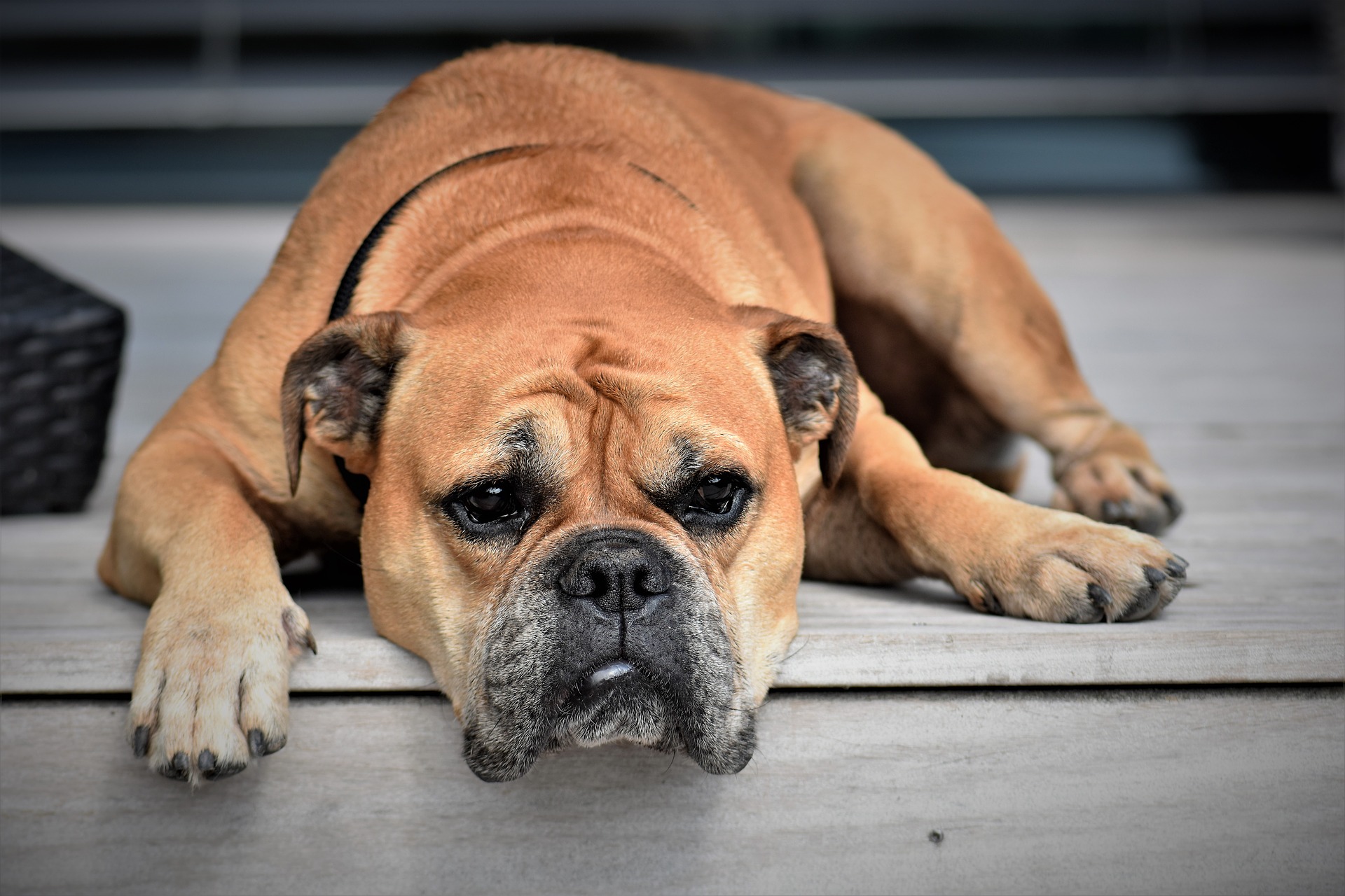 Malnourishment in Dogs: Signs & Symptoms | Canna-Pet®