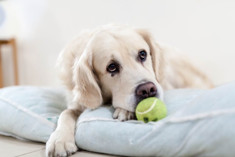 Signs of Malnutrition in Dogs | Canna-Pet®