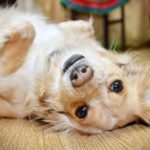 foods for dogs with sensitive stomachs