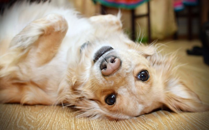 foods for dogs with sensitive stomachs