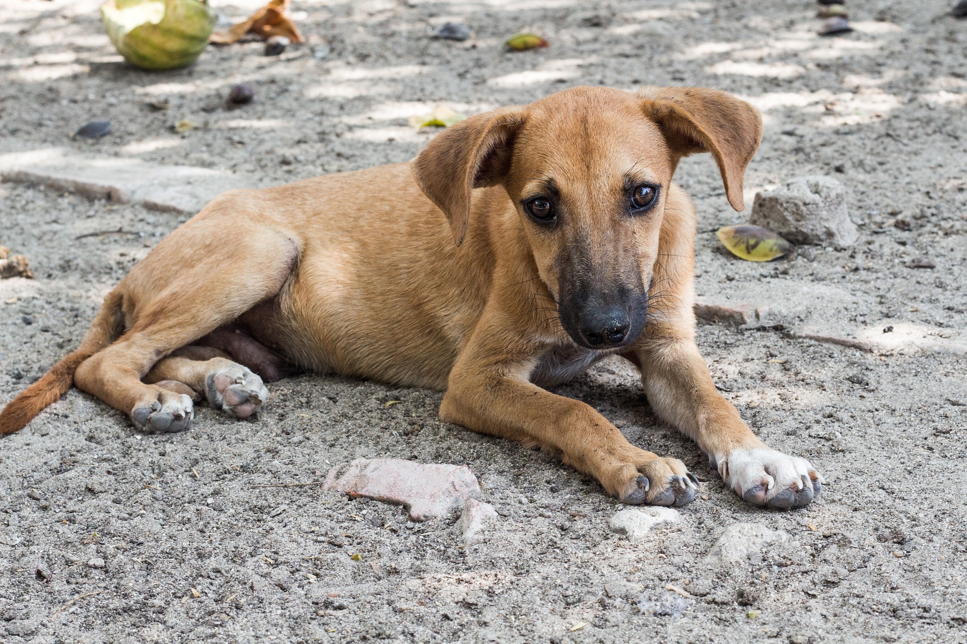 Signs of Malnutrition in Dogs | Canna-Pet®