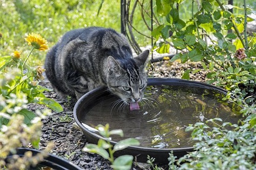 Cat dring water