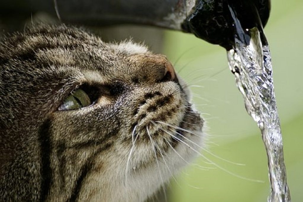 Cat drink water