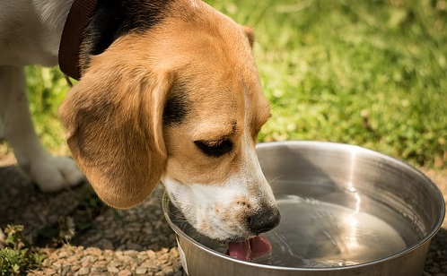 Dog won't drink water