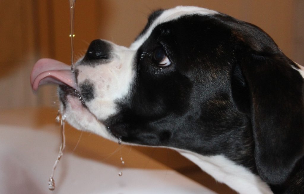 dog won't drink water