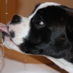 dog won't drink water