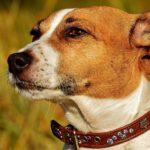 what to feed a dog with pancreatitis