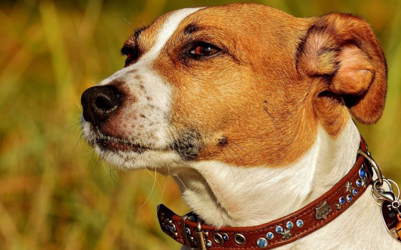 what to feed a dog with pancreatitis