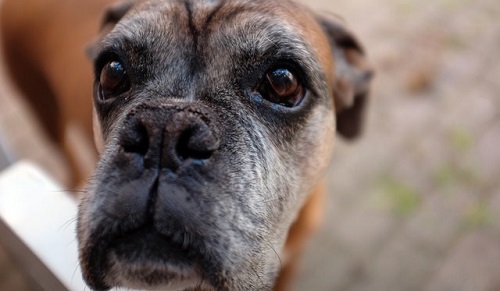 what to feed an older dog that won’t eat