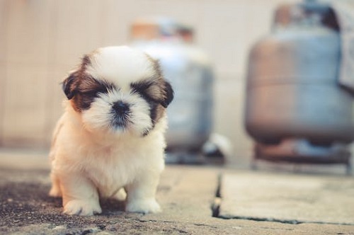 How much puppy clearance food at 4 weeks