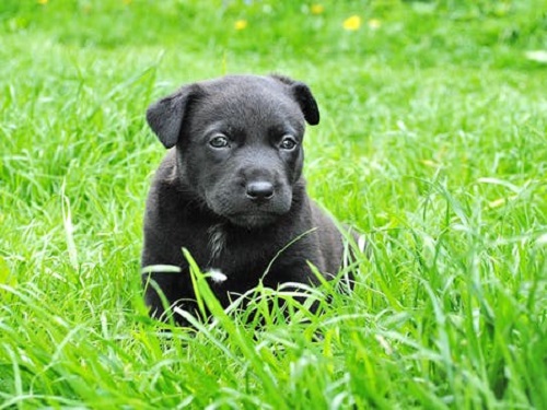 What to feed a outlet four week old puppy