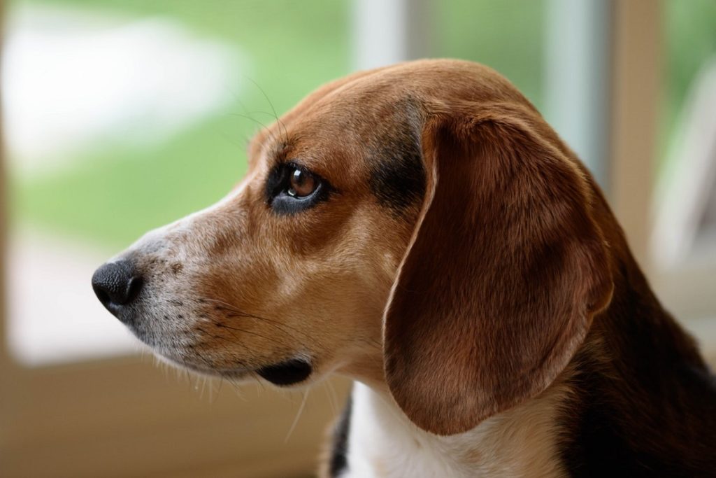 what to feed a dog with kidney disease