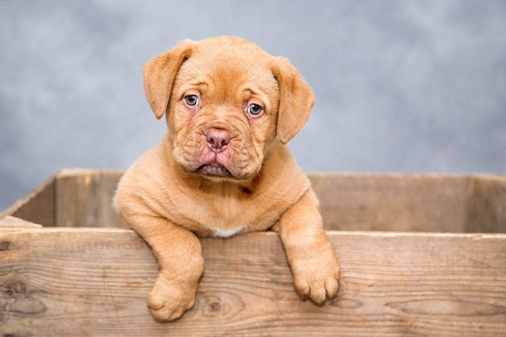 What to Feed a Puppy with Diarrhea