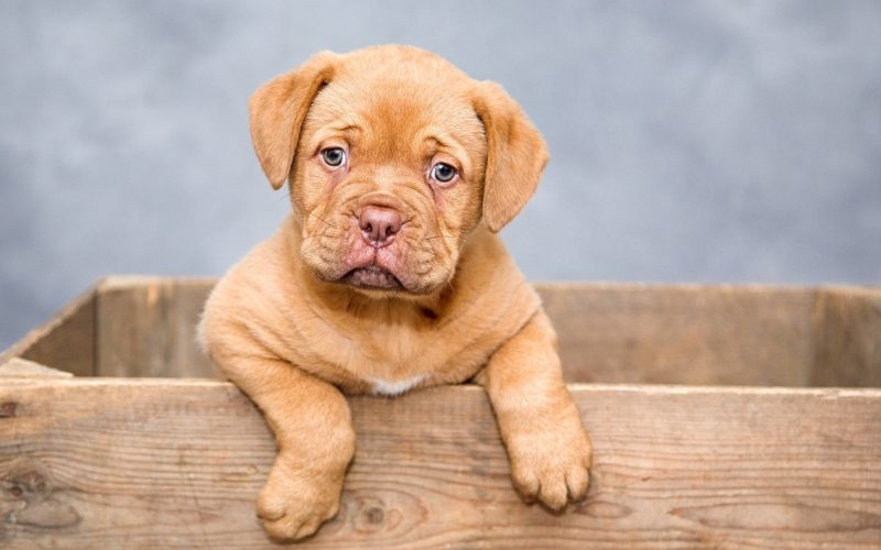 What to Feed a Puppy with Diarrhea