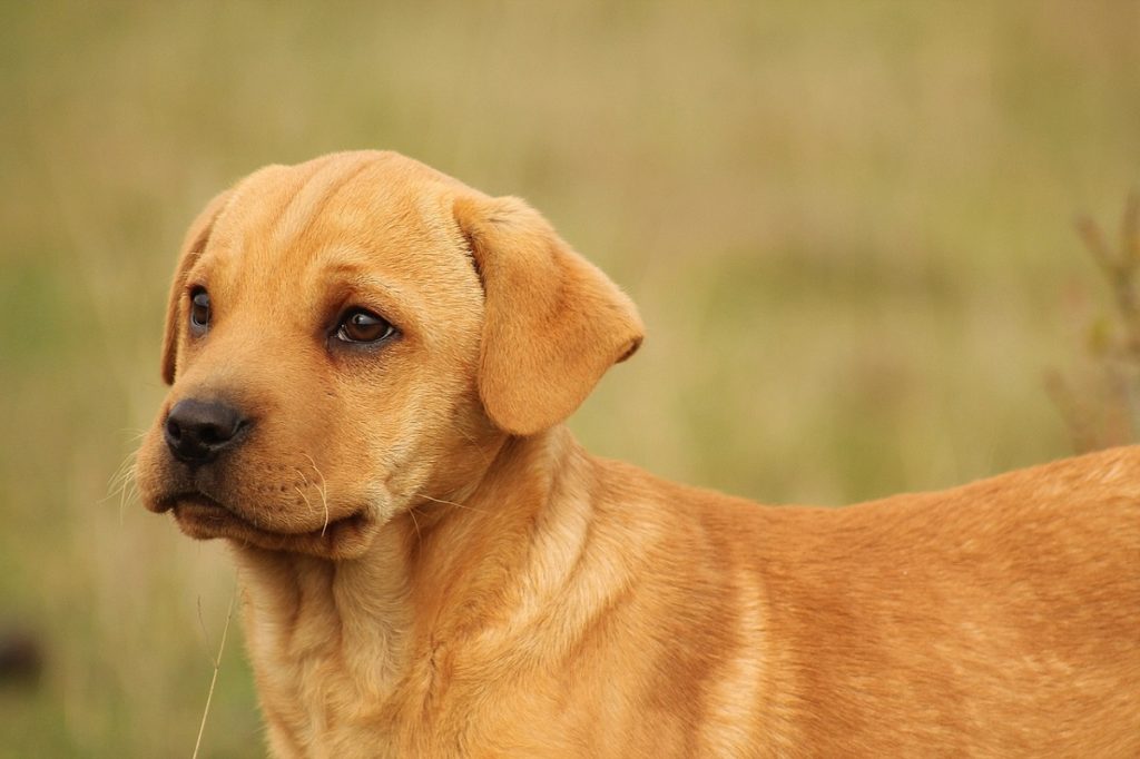 What To Feed A Puppy At 8 Weeks Canna Pet 