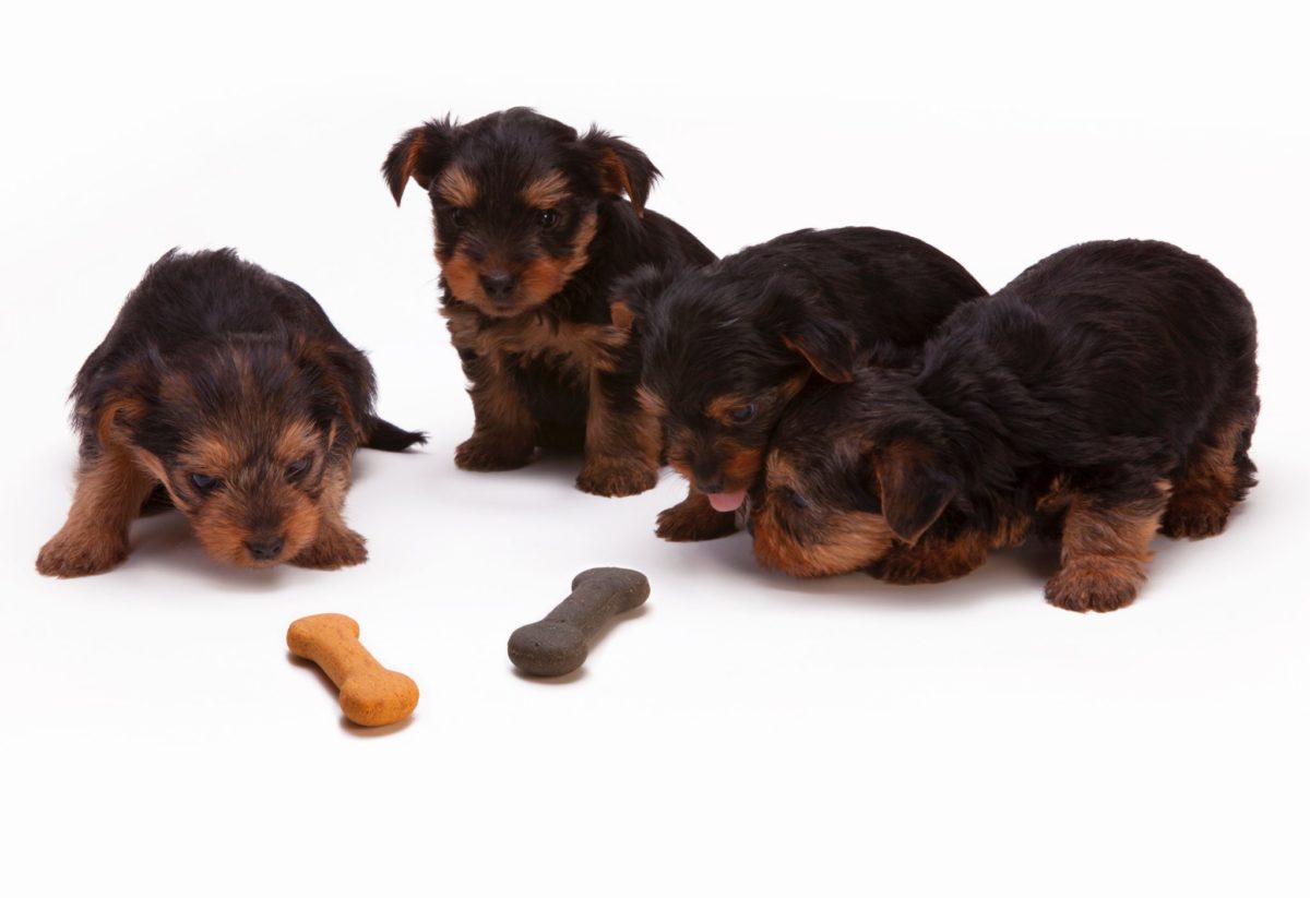 Guidelines to feed 4 week old puppies