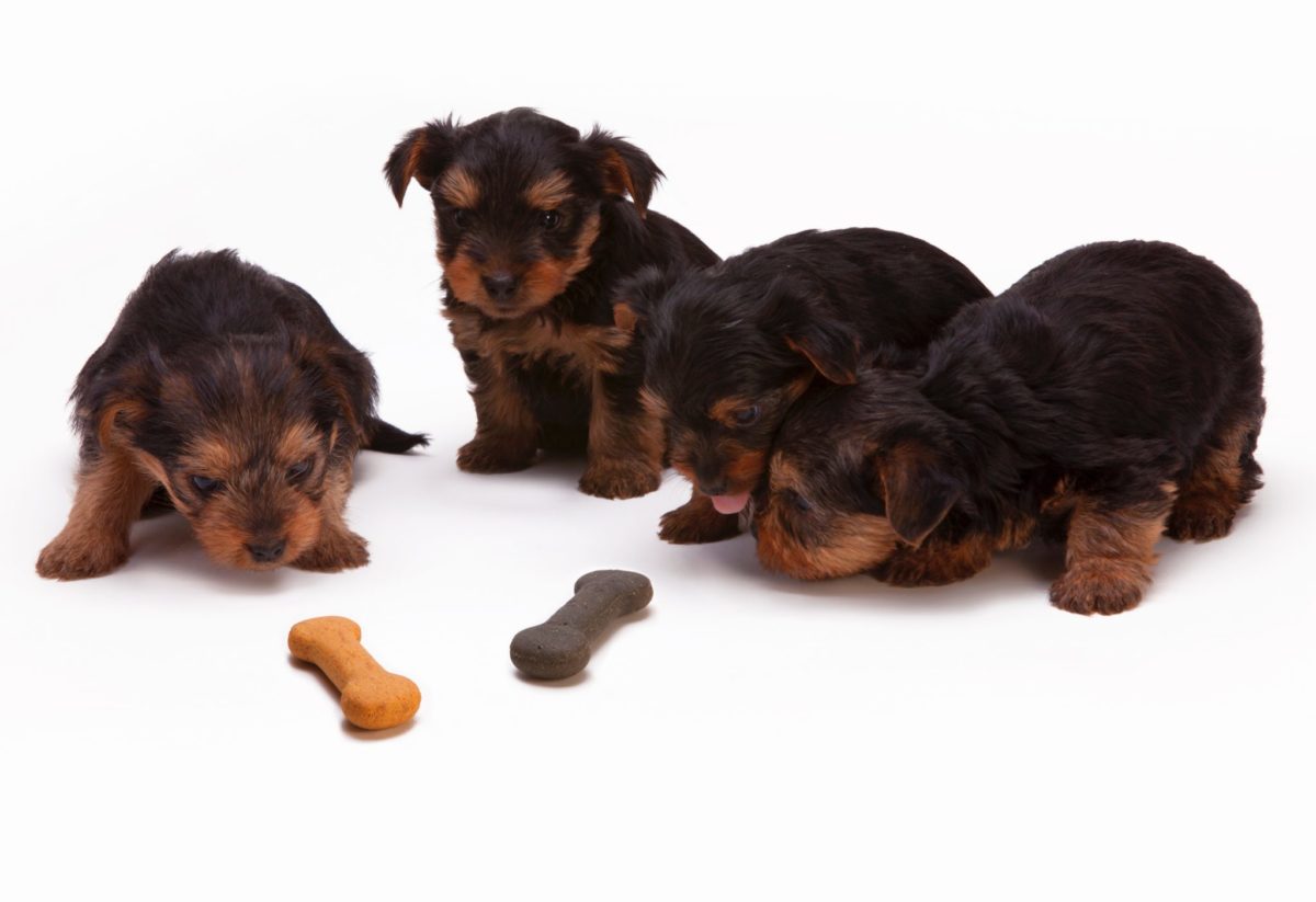 Feeding 3 hotsell week old puppies