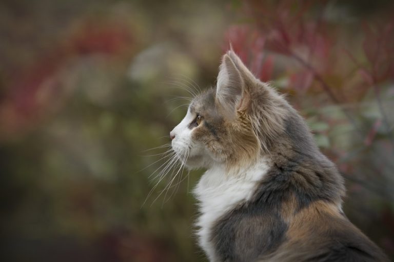 What To Feed An Older Cat To Gain Weight Canna Pet 