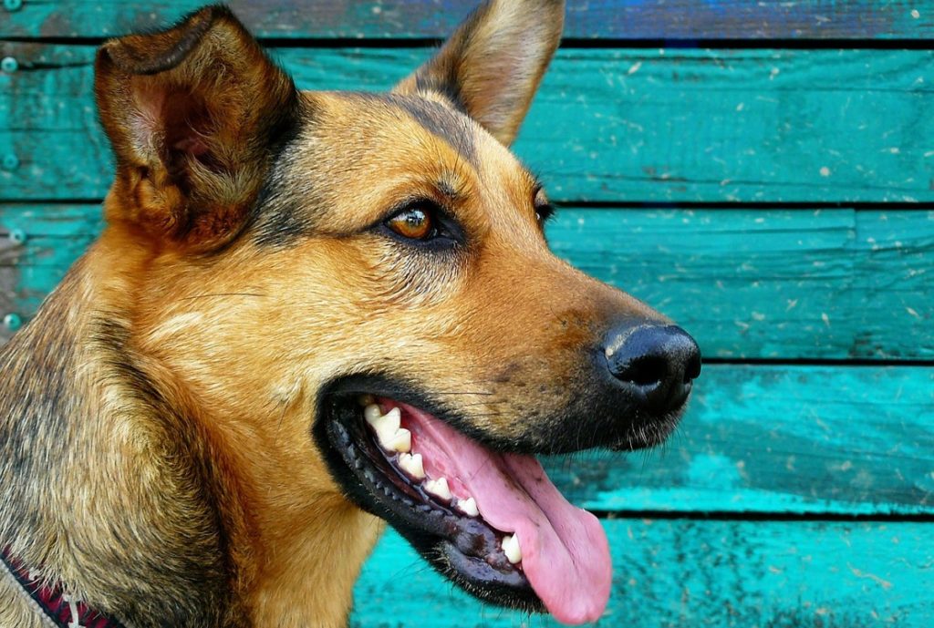 How To Brush Your Dog’s Teeth | Canna-Pet®